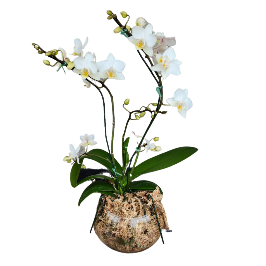 Orquidea blanca II